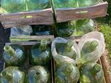 de nombreuses bouteilles en verre vert posées dans une caisse posée par terre