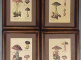 quatre photos encadrées représentant différents types de champignons, accrochées au mur