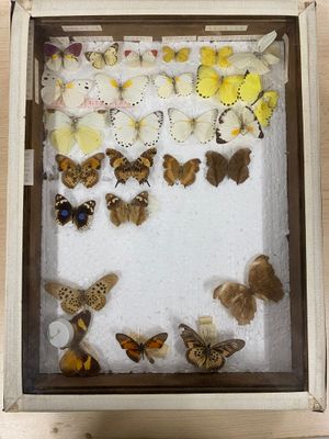 many different butterflies in a shadow box on a table