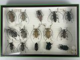 a lot of bugs that are on display in a glass case