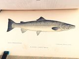 an open book with a drawing of a fish on it