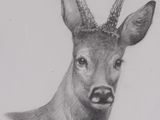 a drawing of a deer with antlers on it ' s head