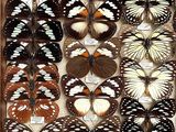 a lot of butterflies that are on display in a wooden box