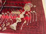 de nombreux objets posés sur un tapis rouge