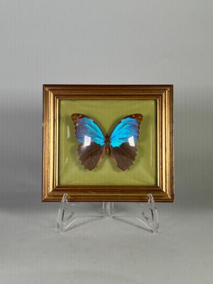 Morpho menelaus. Papillon encadré.
