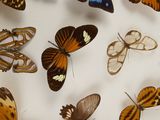 many different types of butterflies on display in a glass case