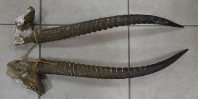 Paire de cornes de gazelle. Long 79 cm