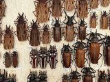a lot of bugs that are hanging on the wall