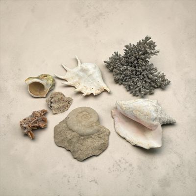 many shells and corals on a white surface