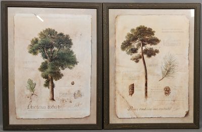deux photos encadrées représentant un arbre et un pin accrochées au mur