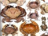 many different types of crabs in this box
