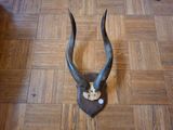 une tête d'antilope posée sur le sol d'une maison