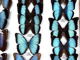 many blue and black butterflies in a display case