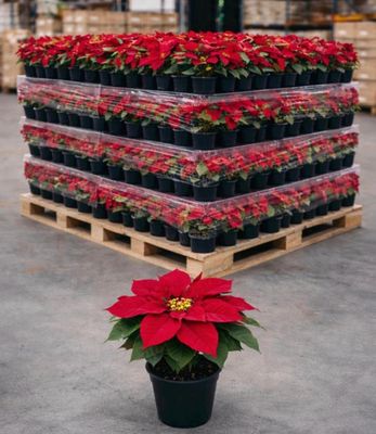 red poinsettia in a black pot on a pallet in a warehouse