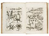 an open book with drawings of plants and flowers on it
