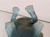 a glass display case with a blue glass crab on it