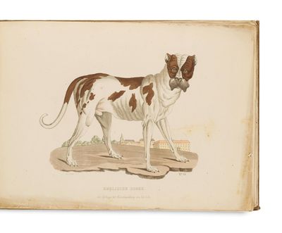 un vieux livre sur lequel est posé un chien brun et blanc