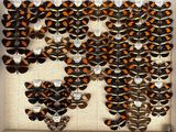 a lot of butterflies that are on display in a box