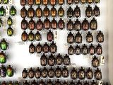 a lot of beetles that are on display in a box