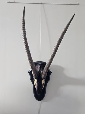 an antelope head mounted on a wall in a room