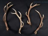 two deer antlers are shown on a black surface