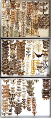 many different kinds of moths on display in a glass case