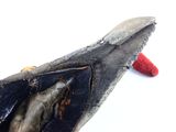 a fish inside of a shoe on a white surface