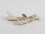 a close up of a bird on a branch with a ring on it
