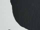 a black and white drawing of a bird sitting on top of a chair