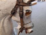 a white wooden horse with a harness on it ' s head