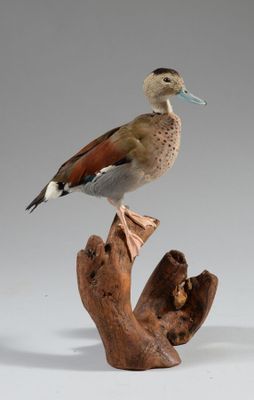 un petit oiseau perché sur un morceau de bois
