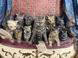 a lot of cats that are sitting in a boat