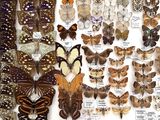 many different types of butterflies on display in a display case