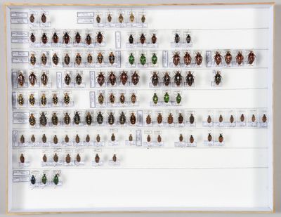 de nombreux insectes exposés dans une vitrine