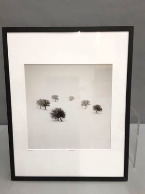photographie en noir et blanc d'un groupe d'arbres dans la neige