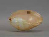 an image of a shell shaped object on a stand on a gray surface