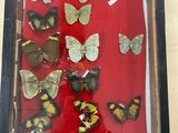 a picture of a display of butterflies in a shadow box
