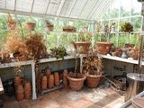 many pots that are sitting on the shelves in the greenhouse