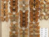 many different types of butterflies on display in a display case