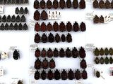 many different kinds of beetles on display in a store