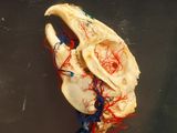 an image of a model of a human body