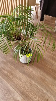 2 plantes vertes - Photo 1