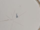a white plate with a blue and white design on it