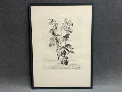 Gravure botanique. Chalcographie du Musée du Louvre