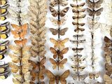 many different types of moths displayed in a display case