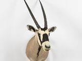 an antelope head mounted on a wall in a white room