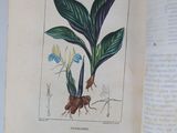 an open book with a picture of a plant on it
