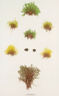 une illustration représentant diverses espèces d'algues sur fond blanc