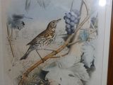 a picture of a bird sitting on a branch of a tree
