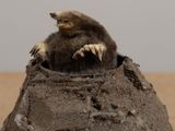 un petit animal assis au sommet d'un tas de terre